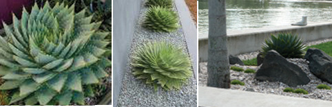 Aloe polyphlla montage.jpg